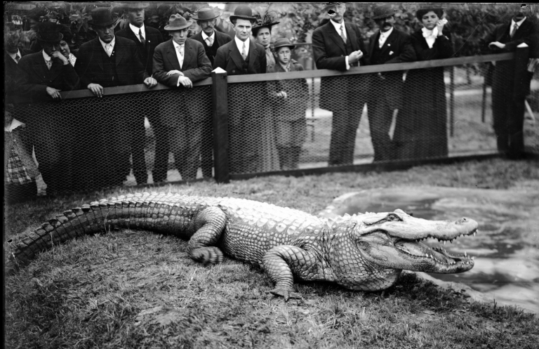 An alligator in its pen at feeding time.