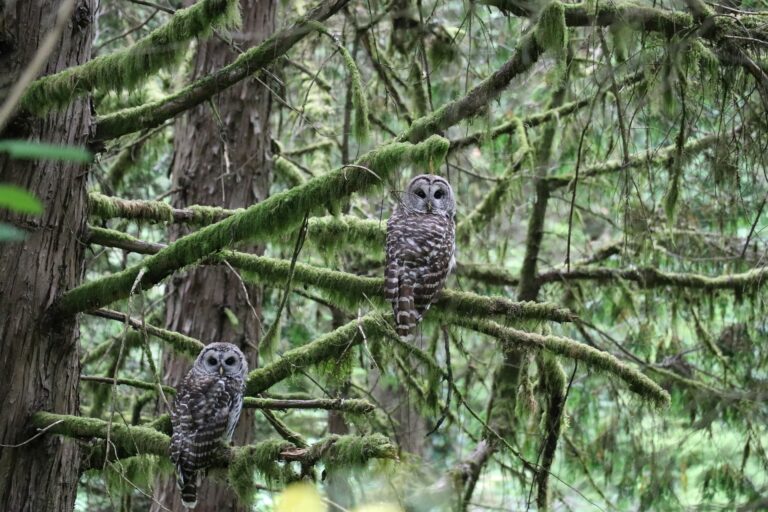 Fun Things To Do in Portland Oregon With Kids Owl Portland Oregon